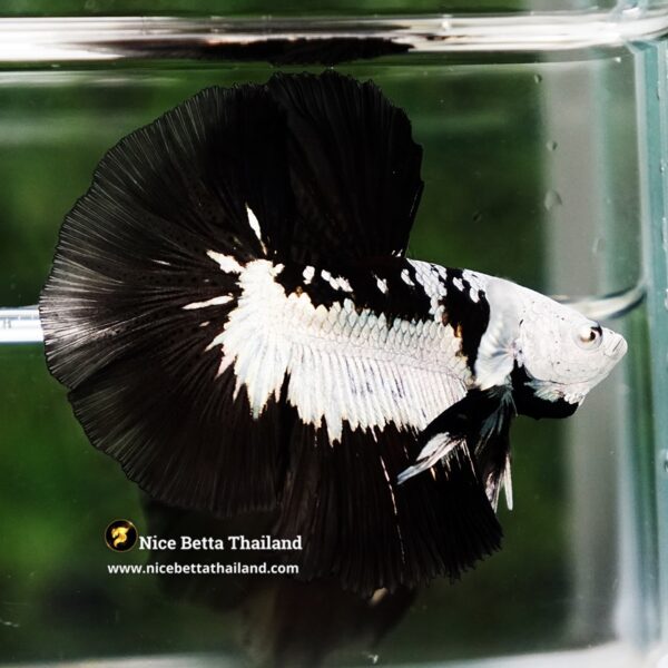 Betta Fish Rare Killer Shadow Black Star Full Helmet Samurai (Ultra Rare) HM - Image 5