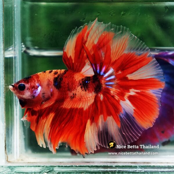 Betta Fish Blaze burn Born Phoenix OHM - Image 3