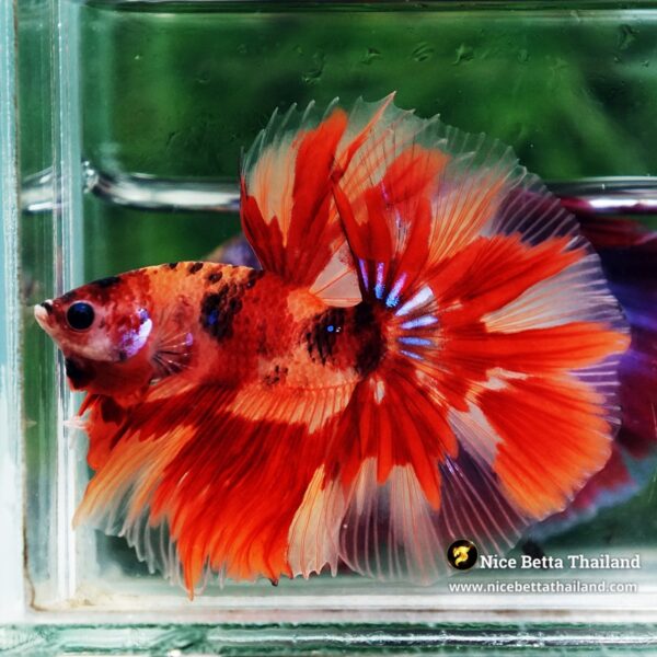 Betta Fish Blaze burn Born Phoenix OHM - Image 5