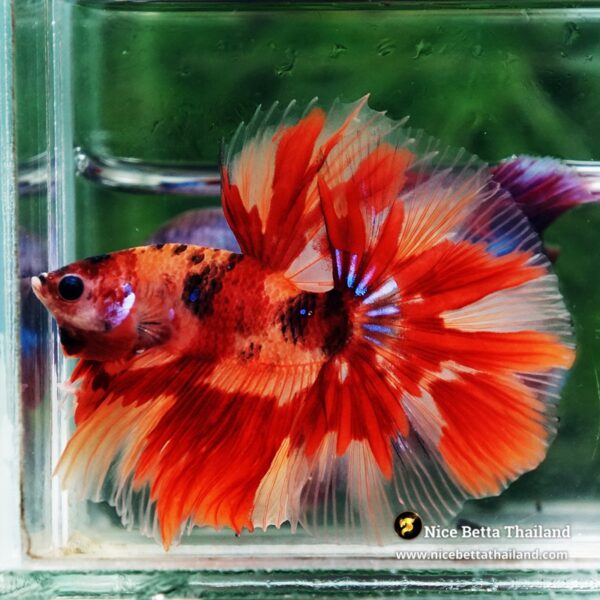 Betta Fish Blaze burn Born Phoenix OHM - Image 7