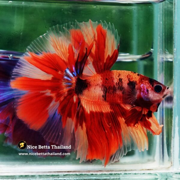 Betta Fish Blaze burn Born Phoenix OHM - Image 6