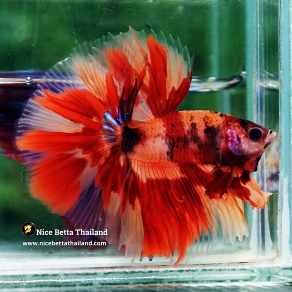 Betta Fish Blaze burn Born Phoenix OHM - Image 4