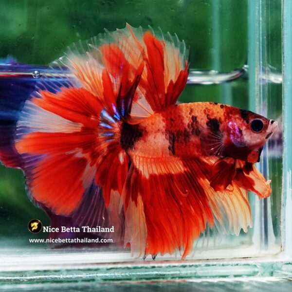 Betta Fish Blaze burn Born Phoenix OHM - Image 2