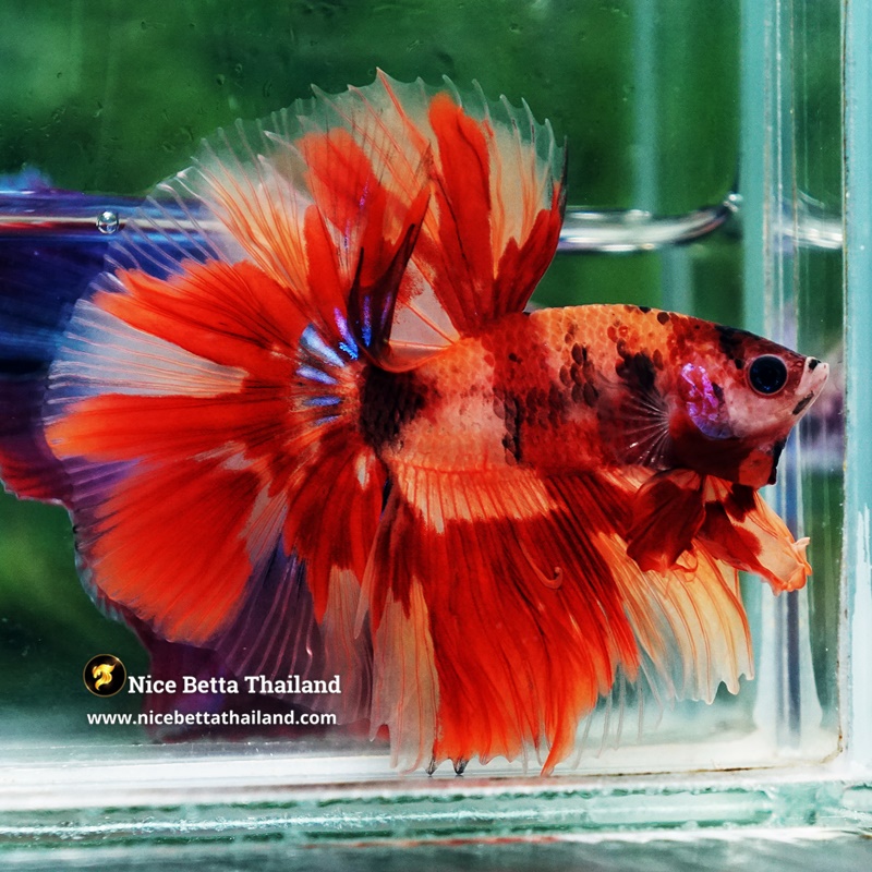 Betta Fish Blaze burn Born Phoenix OHM