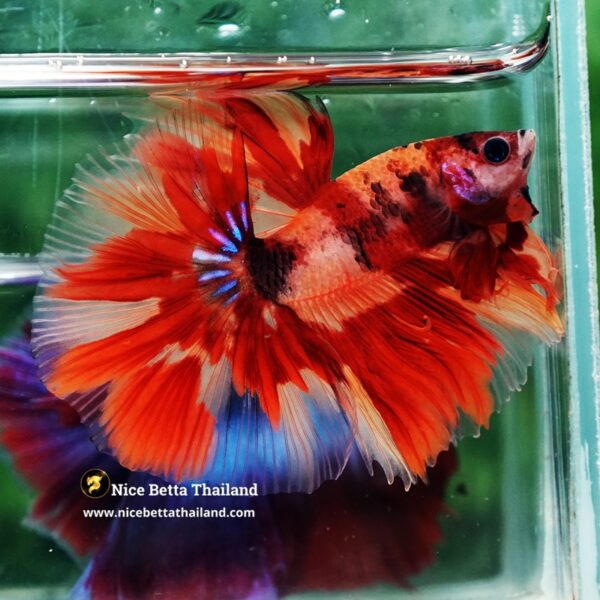 Betta Fish Blaze burn Born Phoenix OHM - Image 8