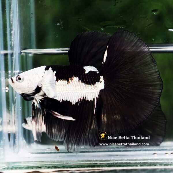 Betta Fish Rare Killer Shadow Black Star Full Helmet Samurai (Ultra Rare) HM - Image 4