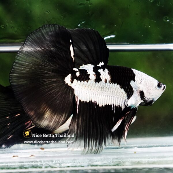 Betta Fish Rare Killer Shadow Black Star Full Helmet Samurai (Ultra Rare) HM - Image 5