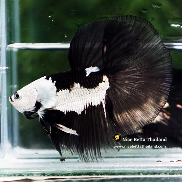 Betta Fish Rare Killer Shadow Black Star Full Helmet Samurai (Ultra Rare) HM - Image 6