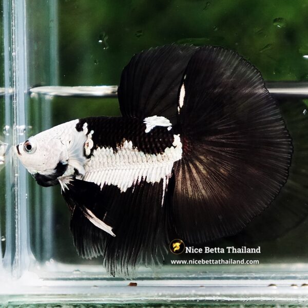 Betta Fish Rare Killer Shadow Black Star Full Helmet Samurai (Ultra Rare) HM - Image 2
