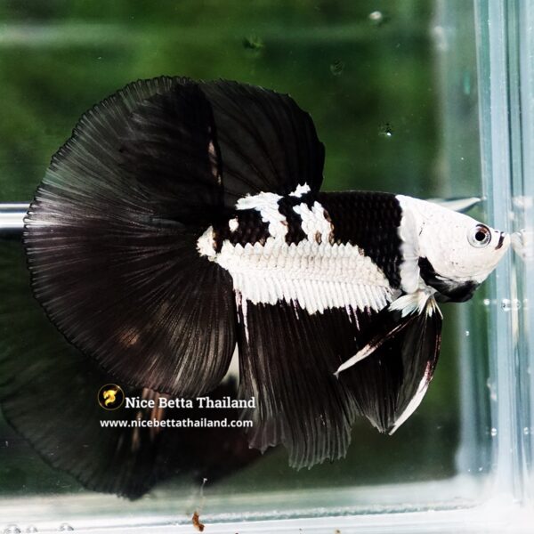 Betta Fish Rare Killer Shadow Black Star Full Helmet Samurai (Ultra Rare) HM - Image 3