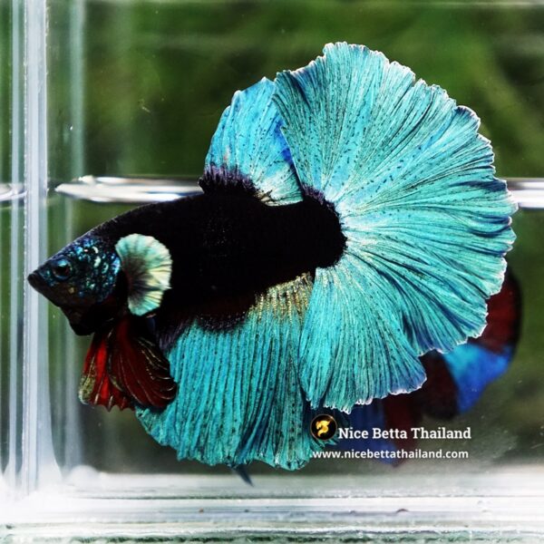 Betta Fish Black Hole Neon Shadow Helmet OHM (Ultra Rare) - Image 3