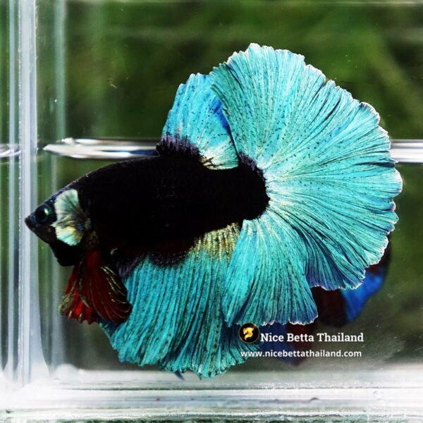 Betta Fish Black Hole Neon Shadow Helmet OHM (Ultra Rare) - Image 5