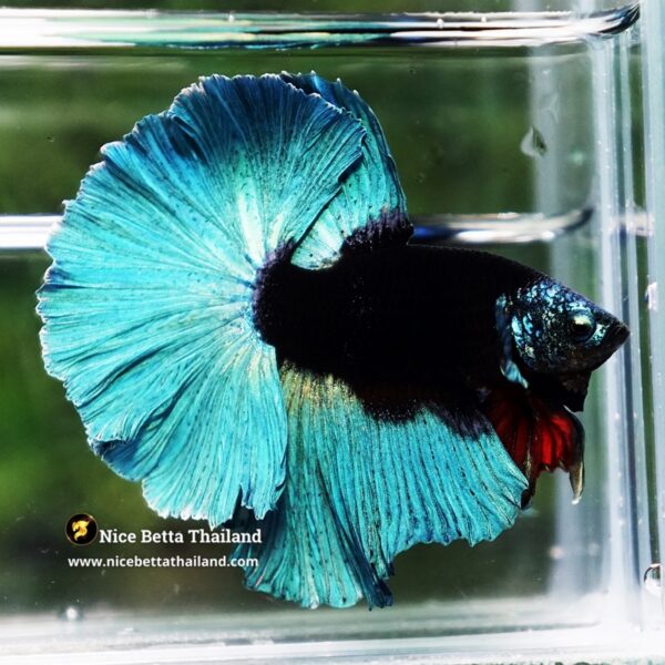 Betta Fish Black Hole Neon Shadow Helmet OHM (Ultra Rare) - Image 6