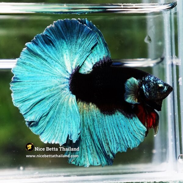 Betta Fish Black Hole Neon Shadow Helmet OHM (Ultra Rare) - Image 4