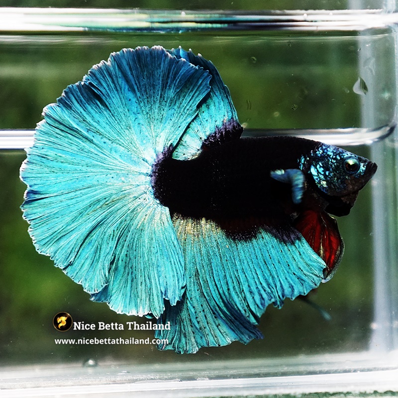 Betta Fish Black Hole Neon Shadow Helmet OHM (Ultra Rare)