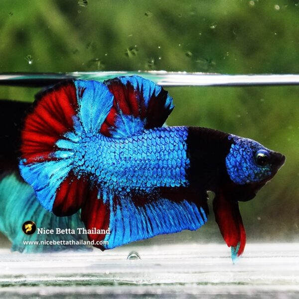 Betta Fish Blue On Fire Phantom Black Scarf HMPK (Rare) - Image 6