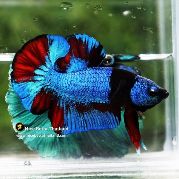 Betta Fish Blue On Fire Phantom Black Scarf HMPK (Rare) - Image 5