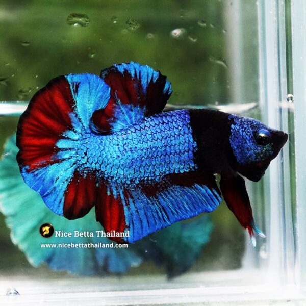 Betta Fish Blue On Fire Phantom Black Scarf HMPK (Rare) - Image 3