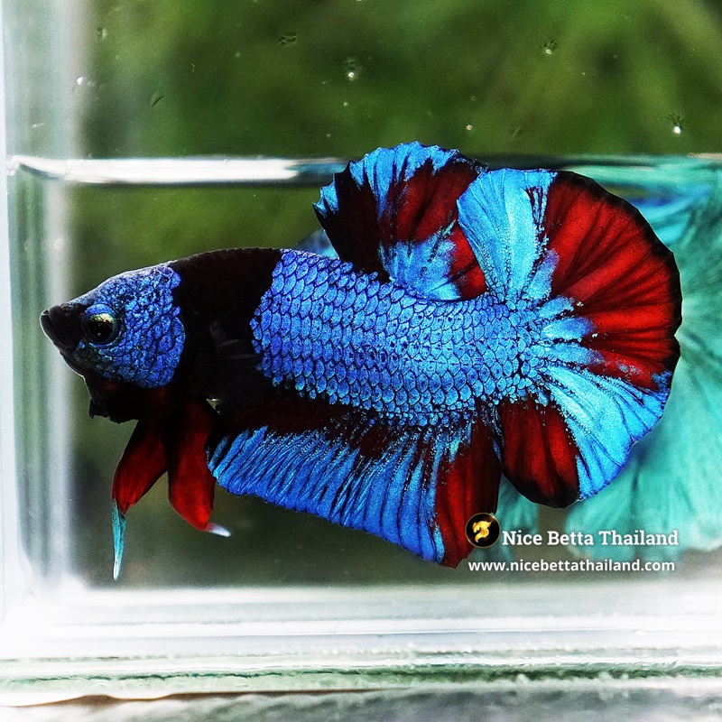 Betta Fish Blue On Fire Phantom Black Scarf HMPK (Rare)