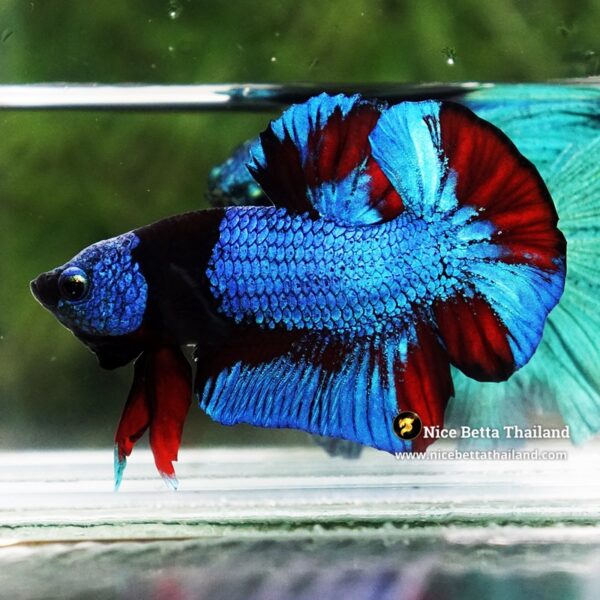 Betta Fish Blue On Fire Phantom Black Scarf HMPK (Rare) - Image 4