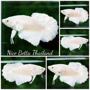 Female Rose Princess White Platinum