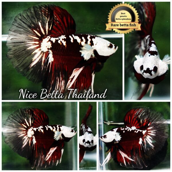 Betta fish Killer Shadow Vampire Black Star Samurai Helmet (Ultra Rare) HM