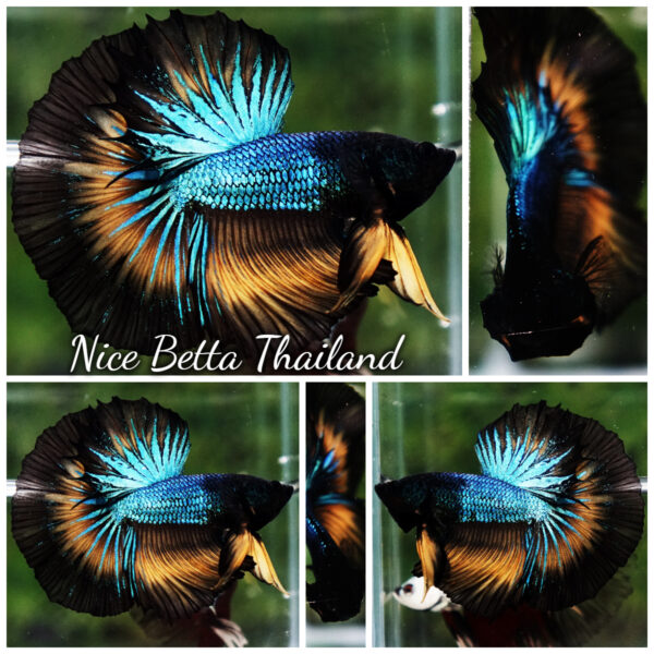 Betta Fish Blazing Eclipse Black Ring OHM