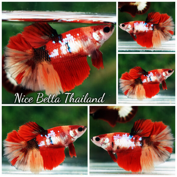 Betta Fish Female Sunfire Delight Galaxy HM