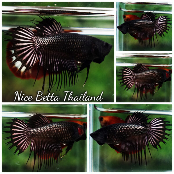 Betta Fish Female Black Copper Serpent Noir Enigma CT