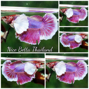 Betta Fish Female Crystal Lavender Dream Dumbo