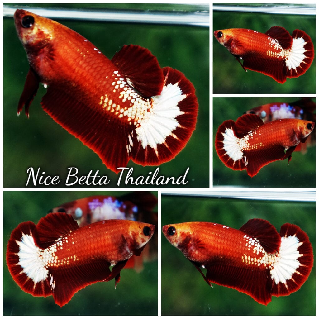 Betta Fish Female Fiery Frost Hell Girl HMPK - nicebettathailand.com