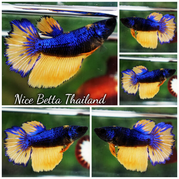 Betta Fish Female Royal Sunrise HM
