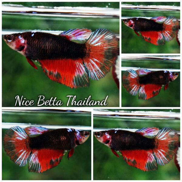 Betta Fish Female Ruby Specter Warrior HM