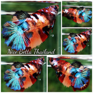 Betta Fish Female Crystal Embe Multicolors HM
