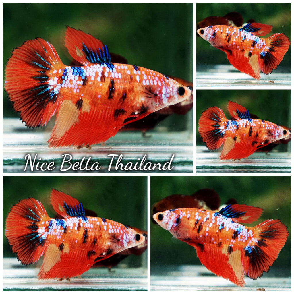 Betta Fish Female Tangerine Flame Tiger HM - nicebettathailand.com