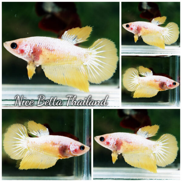 Betta Fish Female Sunlit Pearl HM