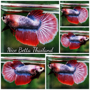 Betta Fish Female Cherry Ember HM