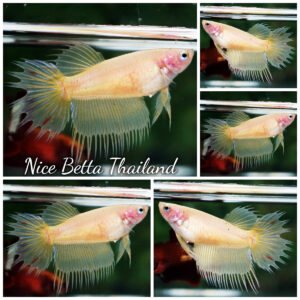 Betta Fish Female Ivory Shine CT