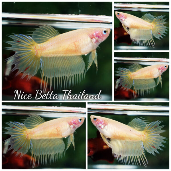 Betta Fish Female Ivory Shine CT
