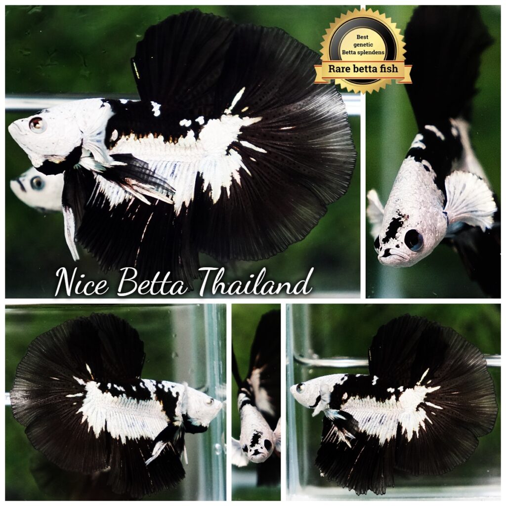 Betta Fish Rare Killer Shadow Black Star Full Helmet Samurai (Ultra Rare) HM