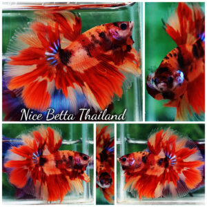 Betta Fish Blaze burn Born Phoenix OHM
