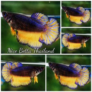 Betta Fish Female Starry Night Mustard Gas HM