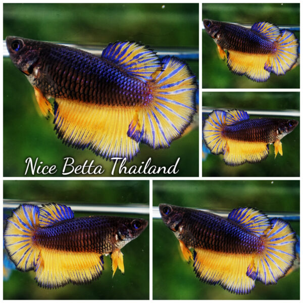 Betta Fish Female Starry Night Mustard Gas HM