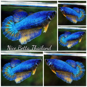 Betta Fish Female Blue Radiance Mustard Gas HM