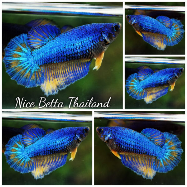 Betta Fish Female Blue Radiance Mustard Gas HM