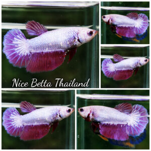Betta Fish Female Amethyst Veil Lavender