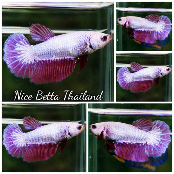 Betta Fish Female Amethyst Veil Lavender