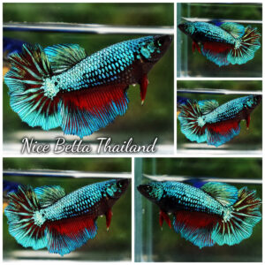 Betta Fish Female Turquoise Warrior HM
