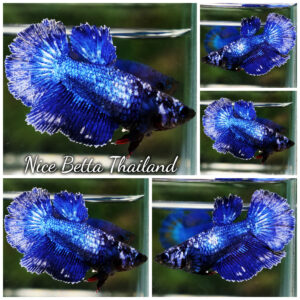 Betta Fish Female Mist Blue Sapphire HM