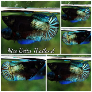 Betta Fish Female Emerald Shadow Mermaid HMPK